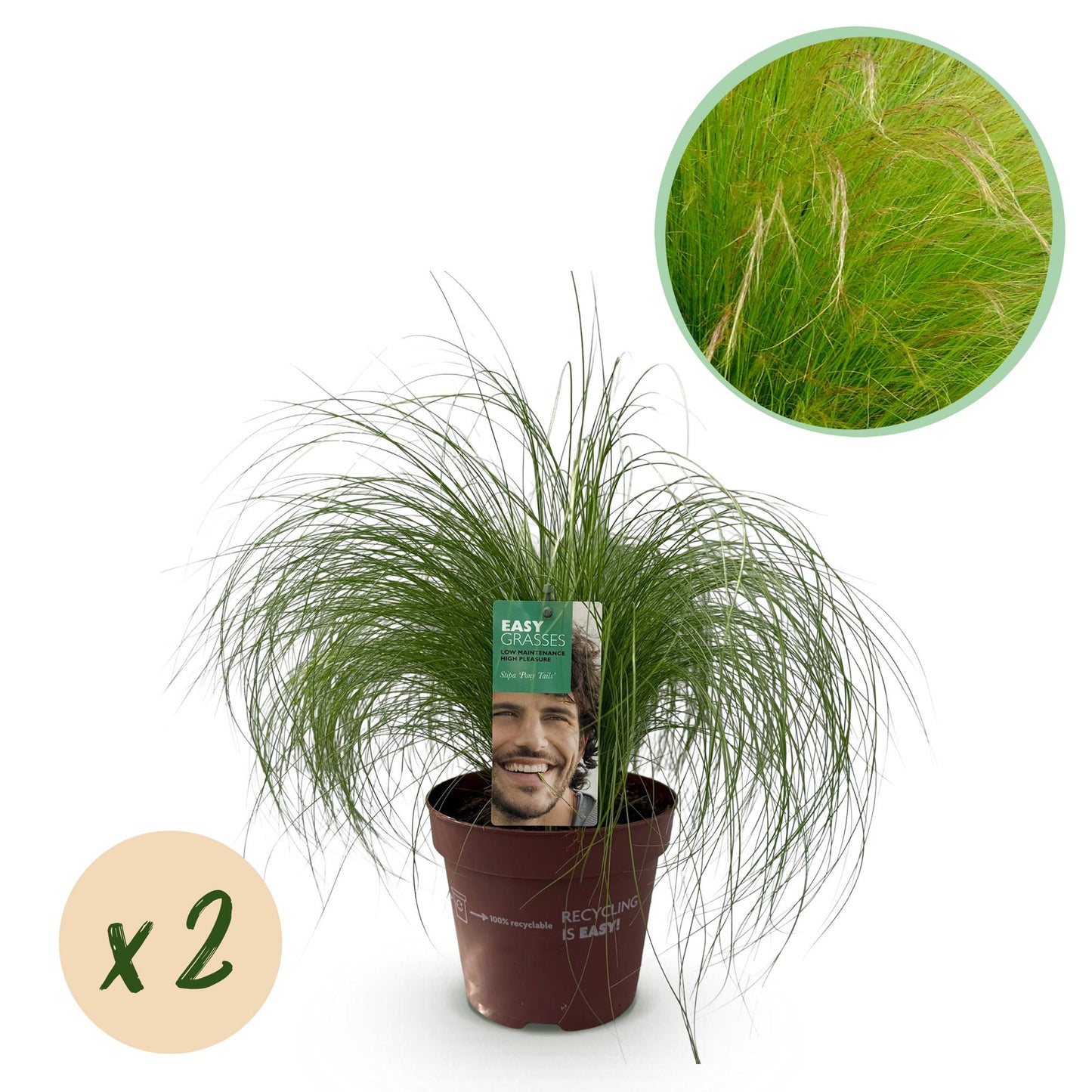 Stipa tenuifolia Pony Tails, graminée ornementale en pot avec un feuillage fin vert et une pastille « x2 » indiquant la quantité du lot.