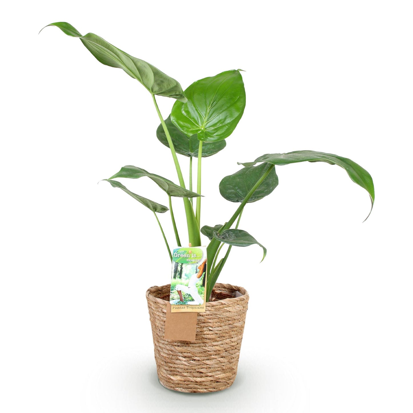 Plantes d'intérieur - Alocasia Cucullata - Main de Bouddha - Peu d'entretien - avec panier - Vert - 1 Plante - Pot 17cm - Hauteur 60-65cm