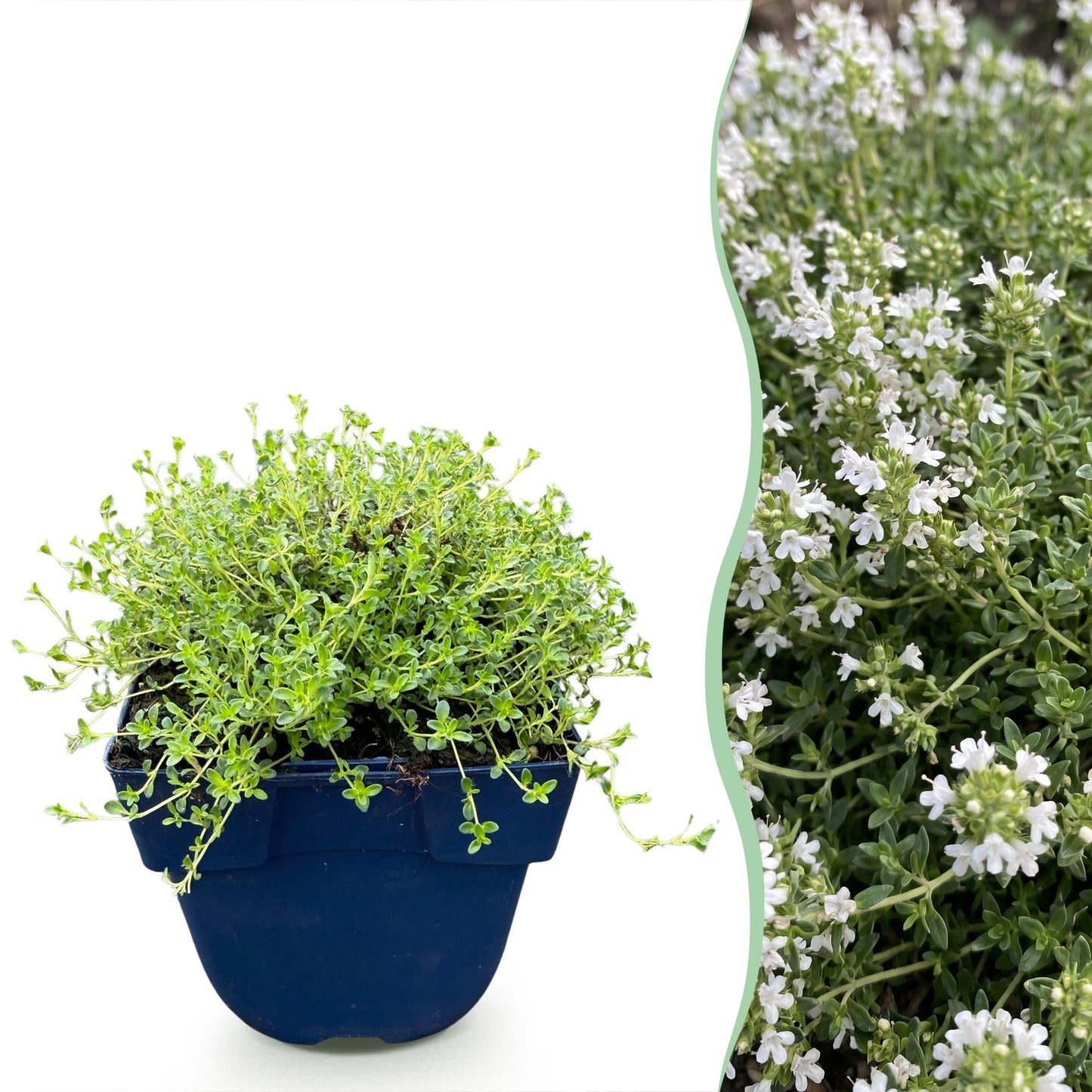Thym blanc rampant (Thymus praecox Albiflorus) : un jeune plant en pot et une vue rapprochée de ses fleurs blanches délicates.