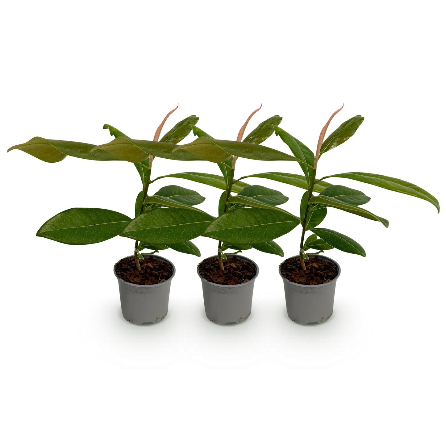 Magnolia grandiflora : trois jeunes plants en pots alignés, avec des feuilles vertes matures et de jeunes pousses aux teintes rosées, sur fo