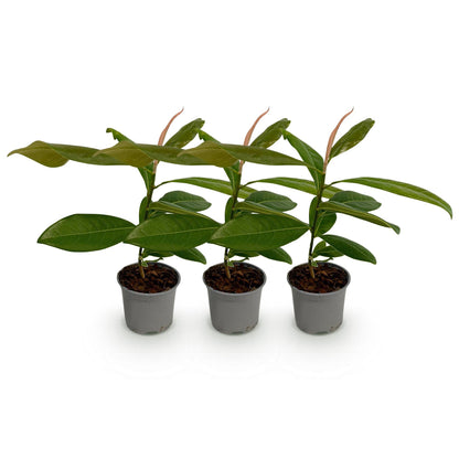 Magnolia grandiflora : trois jeunes plants en pots alignés, avec des feuilles vertes matures et de jeunes pousses aux teintes rosées, sur fo