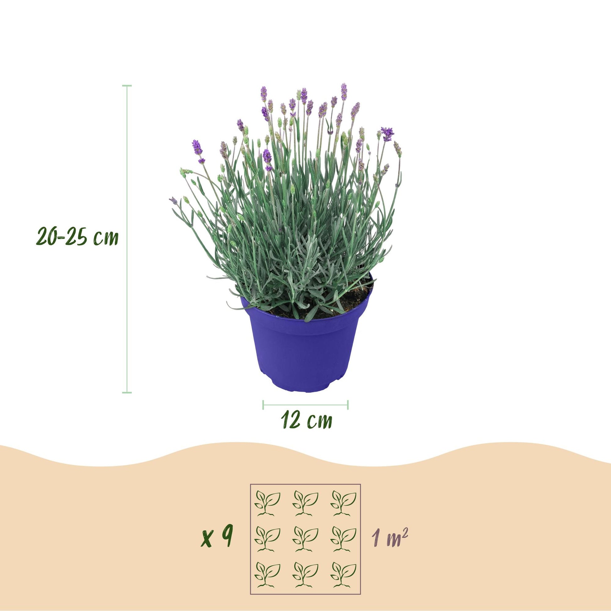 Lavande angustifolia Hidcote : schéma montrant une plante en pot de 12cm, 20-25cm de hauteur et 9 plants pour 1m².