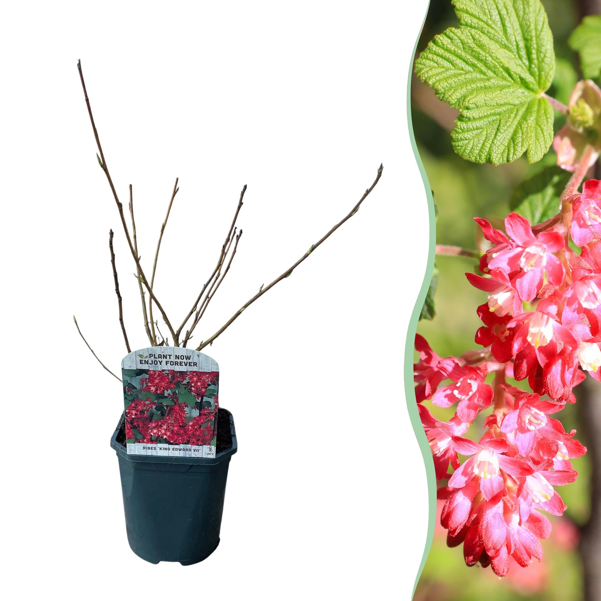 Ribes sanguineum King Edward : un arbuste à fleurs rouges en pot de 17 cm, prêt à être planté, illustré par un gros plan de ses fleurs.