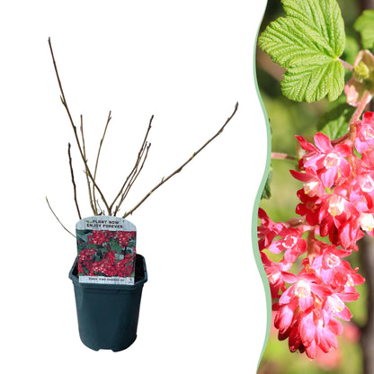 Ribes sanguineum King Edward : un arbuste à fleurs rouges en pot de 17 cm, prêt à être planté, illustré par un gros plan de ses fleurs.