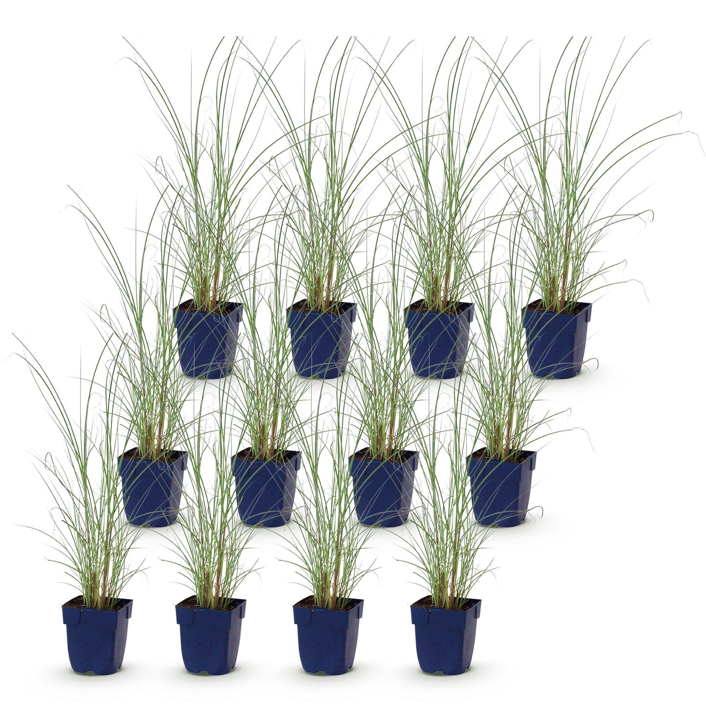 Miscanthus sin. Morning Light, 12 plants en pot individuels sur fond blanc, prêts à être plantés en haie ou en massif.