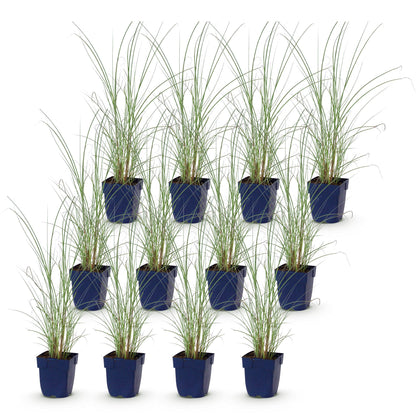 Miscanthus sin. Morning Light, 12 plants en pot individuels sur fond blanc, prêts à être plantés en haie ou en massif.