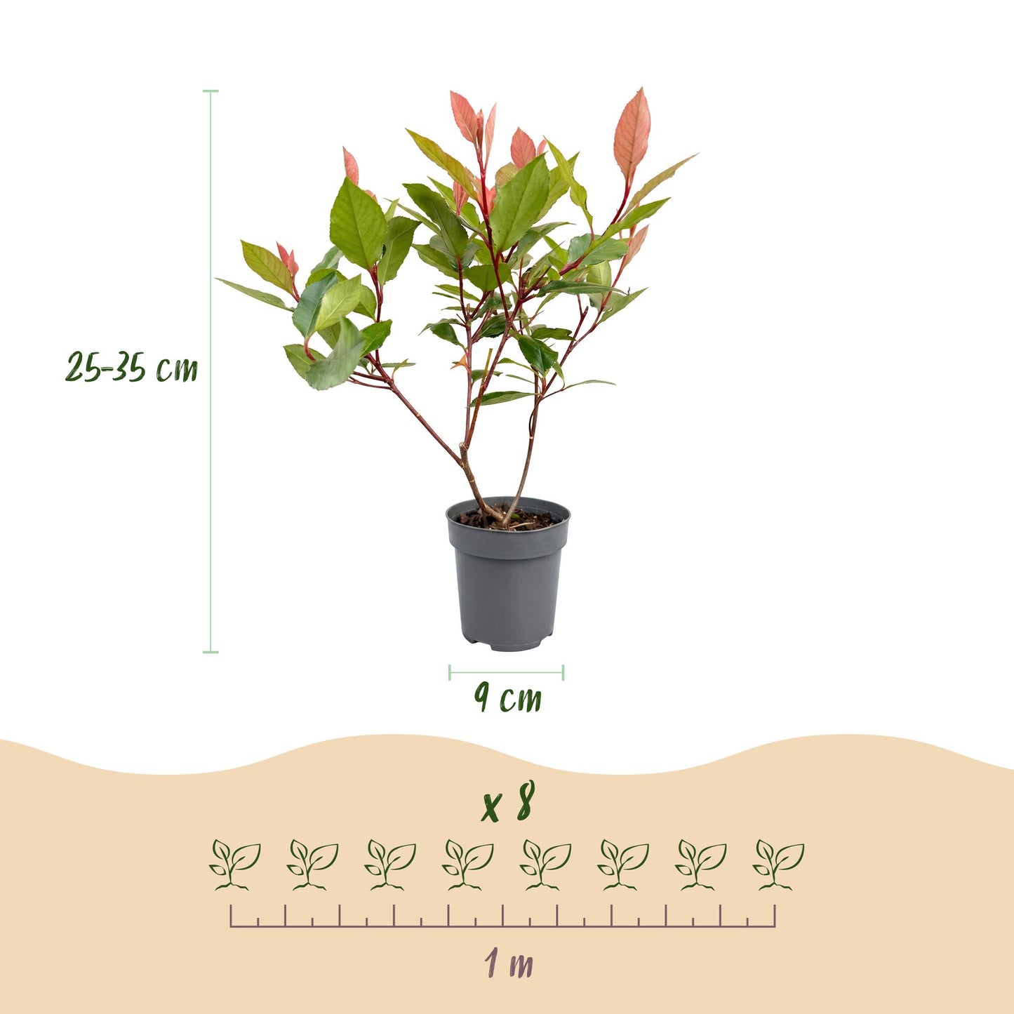 Photinia fraseri Little Red Robin : schéma d'un plant avec sa hauteur (25-35 cm), son pot (9 cm) et un exemple d'espacement pour 8 plants su