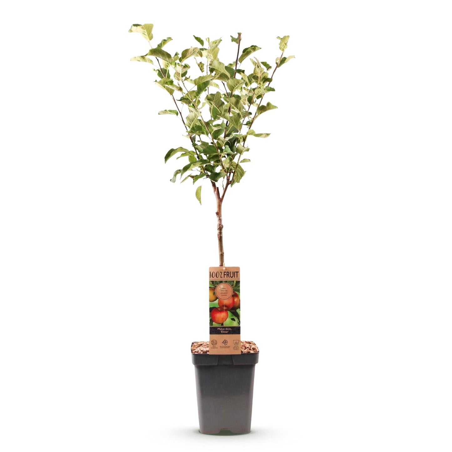 Pommier Malus domestica Elstar, jeune arbre fruitier en pot de 21cm, feuilles vertes et tronc fin sur fond blanc.