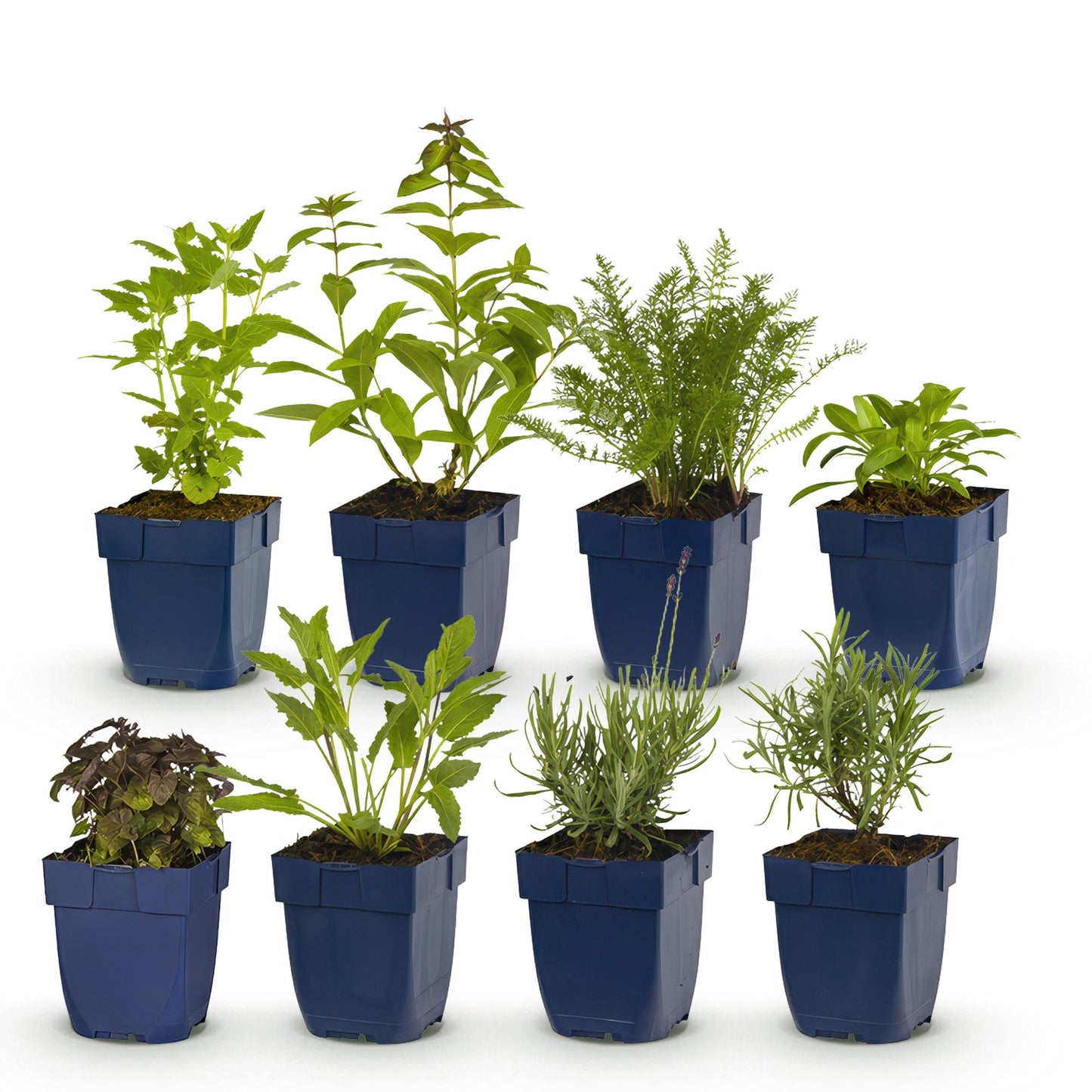 Pack pour massif de 8 plantes vivaces variées, en pot de 11cm, sur fond blanc. Différentes espèces et couleurs pour un jardin parfumé.