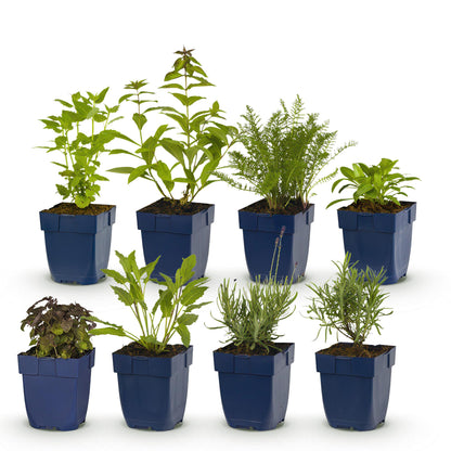 Pack pour massif de 8 plantes vivaces variées, en pot de 11cm, sur fond blanc. Différentes espèces et couleurs pour un jardin parfumé.