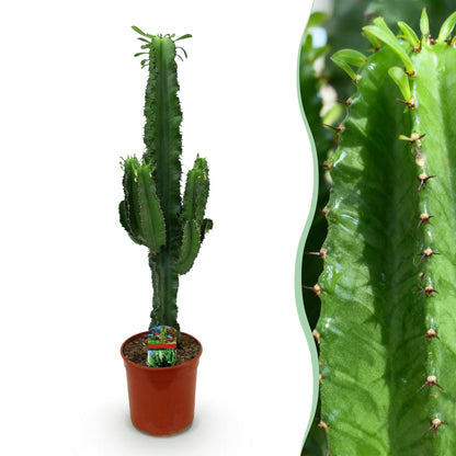 Un grand Euphorbia eritrea d'environ 70cm, aux tiges vert foncé cannelées et épineuses, présenté dans son pot de culture marron de 19cm