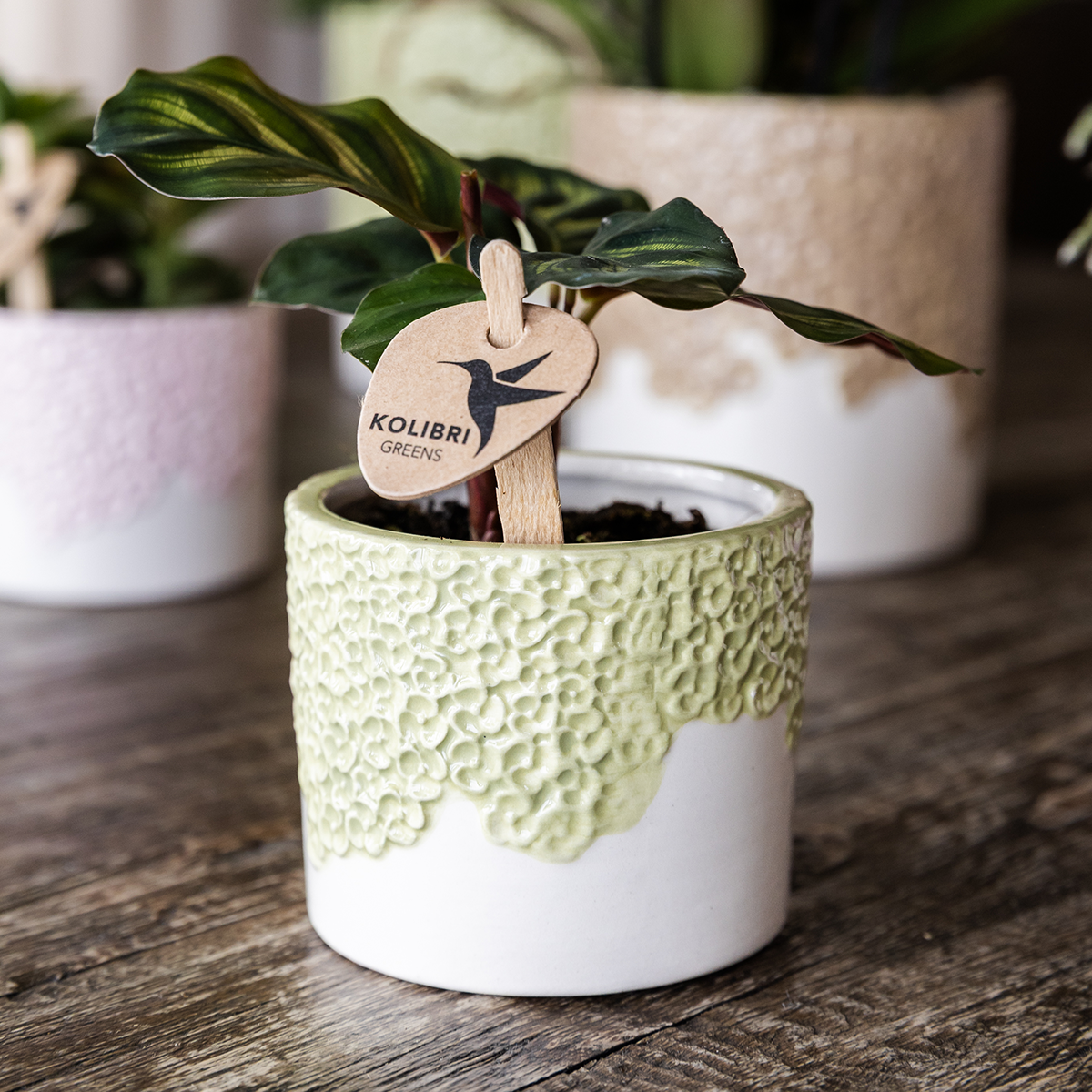 Orchidée Phalaenopsis jaune en pot