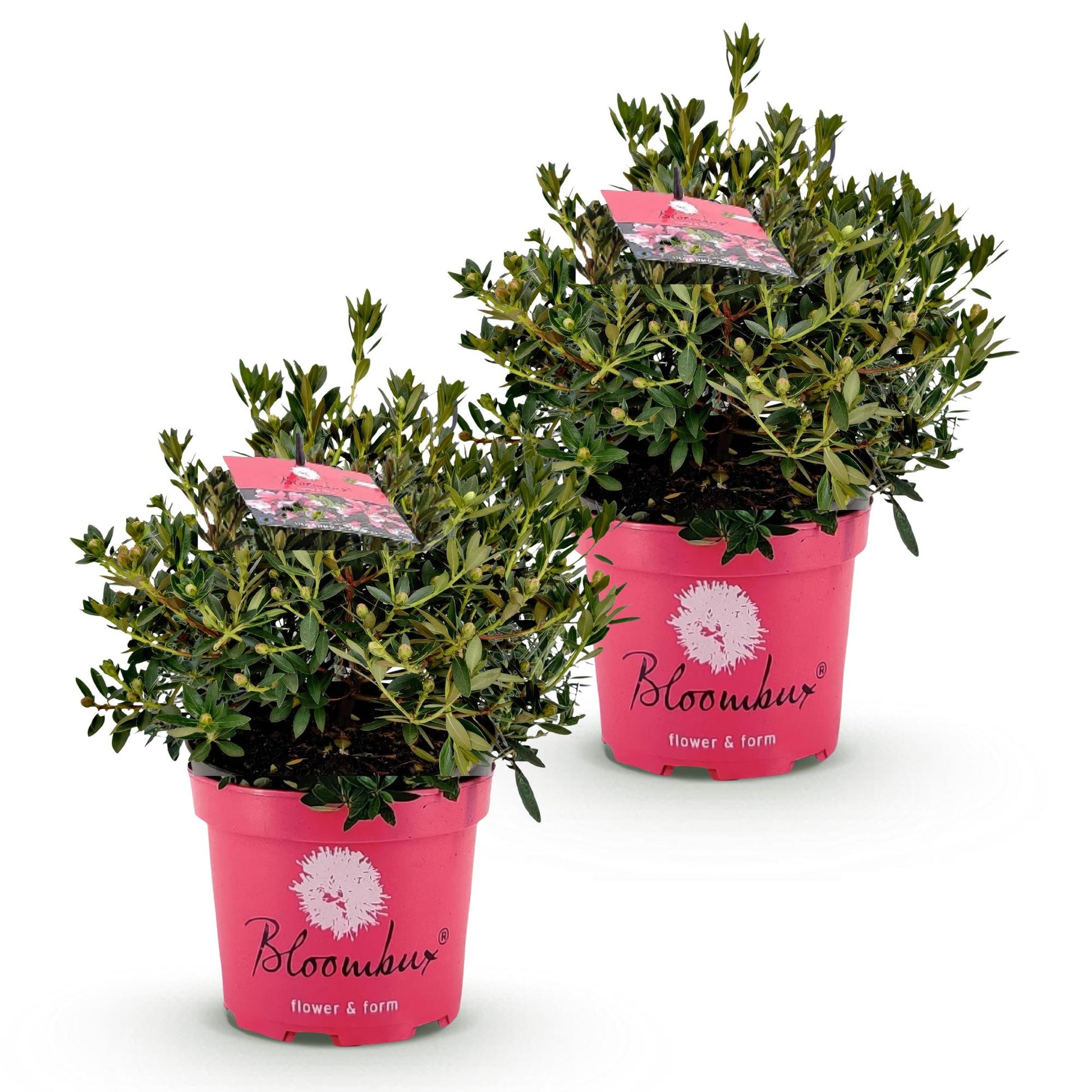 Rhododendron Bloombux Light Pink en lot de deux, petits arbustes verts touffus dans des pots roses sur fond blanc.