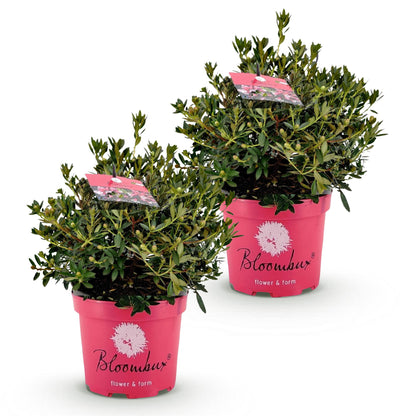 Rhododendron Bloombux Light Pink en lot de deux, petits arbustes verts touffus dans des pots roses sur fond blanc.