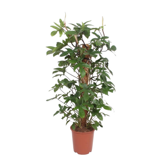 Philodendron pedatum en pot de 27 cm, hauteur 130 cm, photographié sur fond blanc