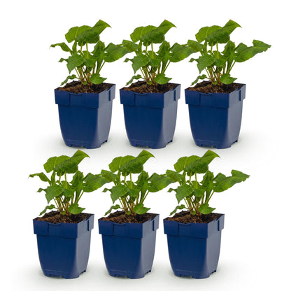 Renouée, Persicaria ampl. Alba, lot de 6 jeunes plants vivaces en pots bleus, feuillage vert, sur fond blanc uni, prêts à être plantés.