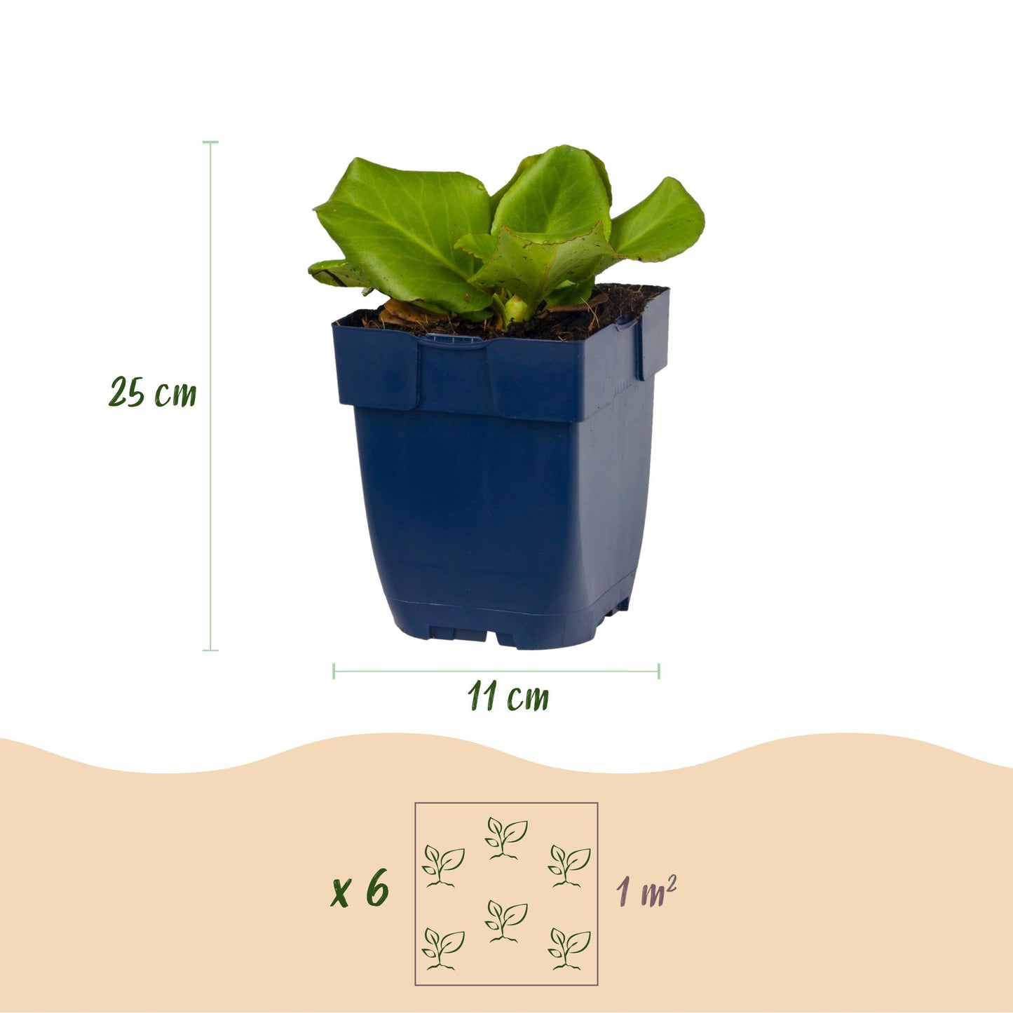 Bergenia cordifolia, plante à souliers en pot de 11cm. Infographie avec hauteur de 25cm, 6 plants et espacement pour 1m².