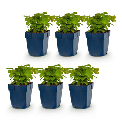 Fleur des elfes 'Frohnleiten' - lot de 6 plants en pot de 11 cm