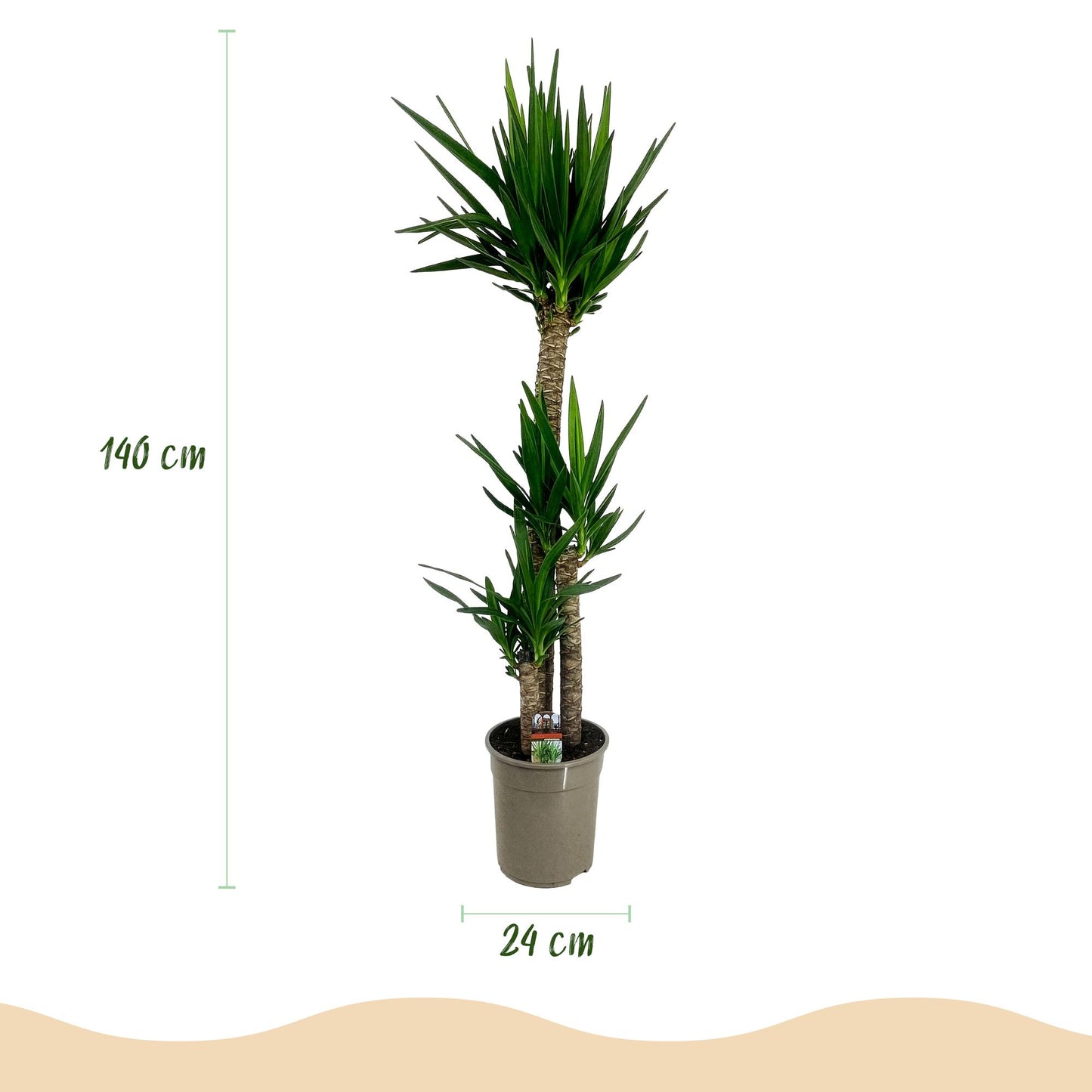 Plante d'intérieur - Yucca elephantipes - Yucca - Peu d'entretien - Vert - 1 - Pot 24cm - Hauteur 140cm