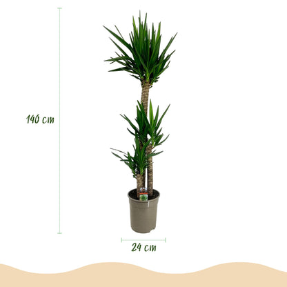 Plante d'intérieur - Yucca elephantipes - Yucca - Peu d'entretien - Vert - 1 - Pot 24cm - Hauteur 140cm