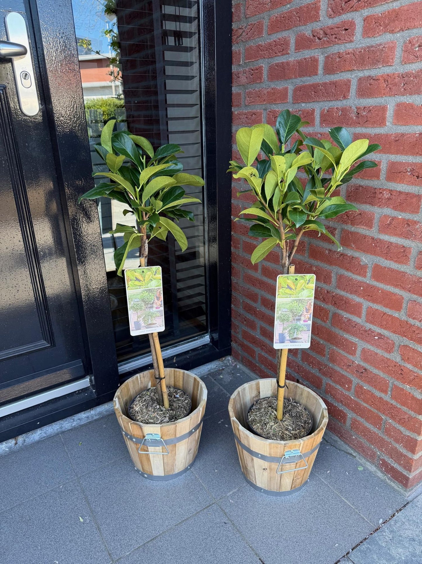 Prunus laurocerasus Etna® sur tige, deux plants en pots décoratifs en bois, devant une porte moderne et un mur de briques.