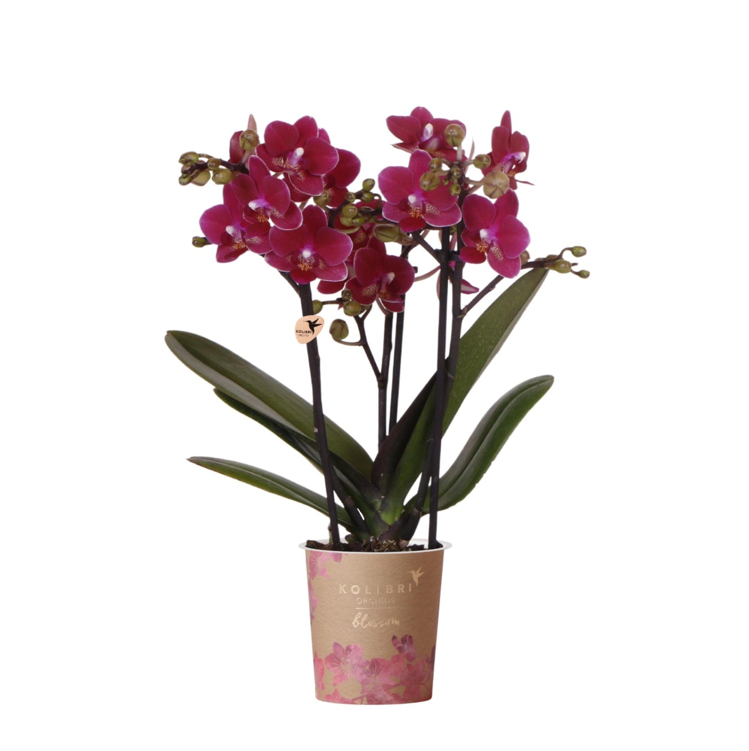 Orchidée Phalaenopsis 'Chamonix' violet bordeaux (Phalaenopsis) - Pot 9 cm
