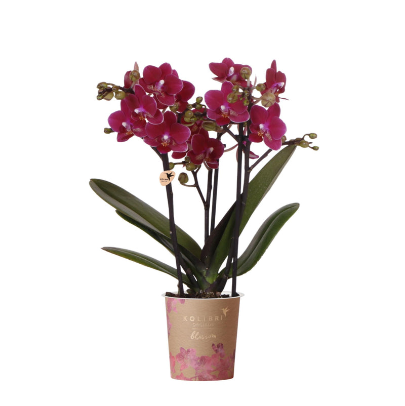 Orchidée Phalaenopsis 'Chamonix' violet bordeaux (Phalaenopsis) - Pot 9 cm