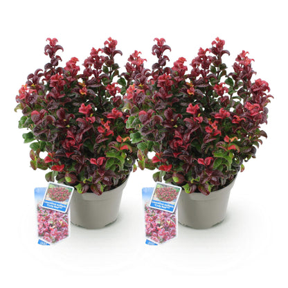 Leucothoe Curly Red, deux plants en pots gris sur fond blanc, avec un feuillage persistant aux teintes rouges et vertes vibrantes.