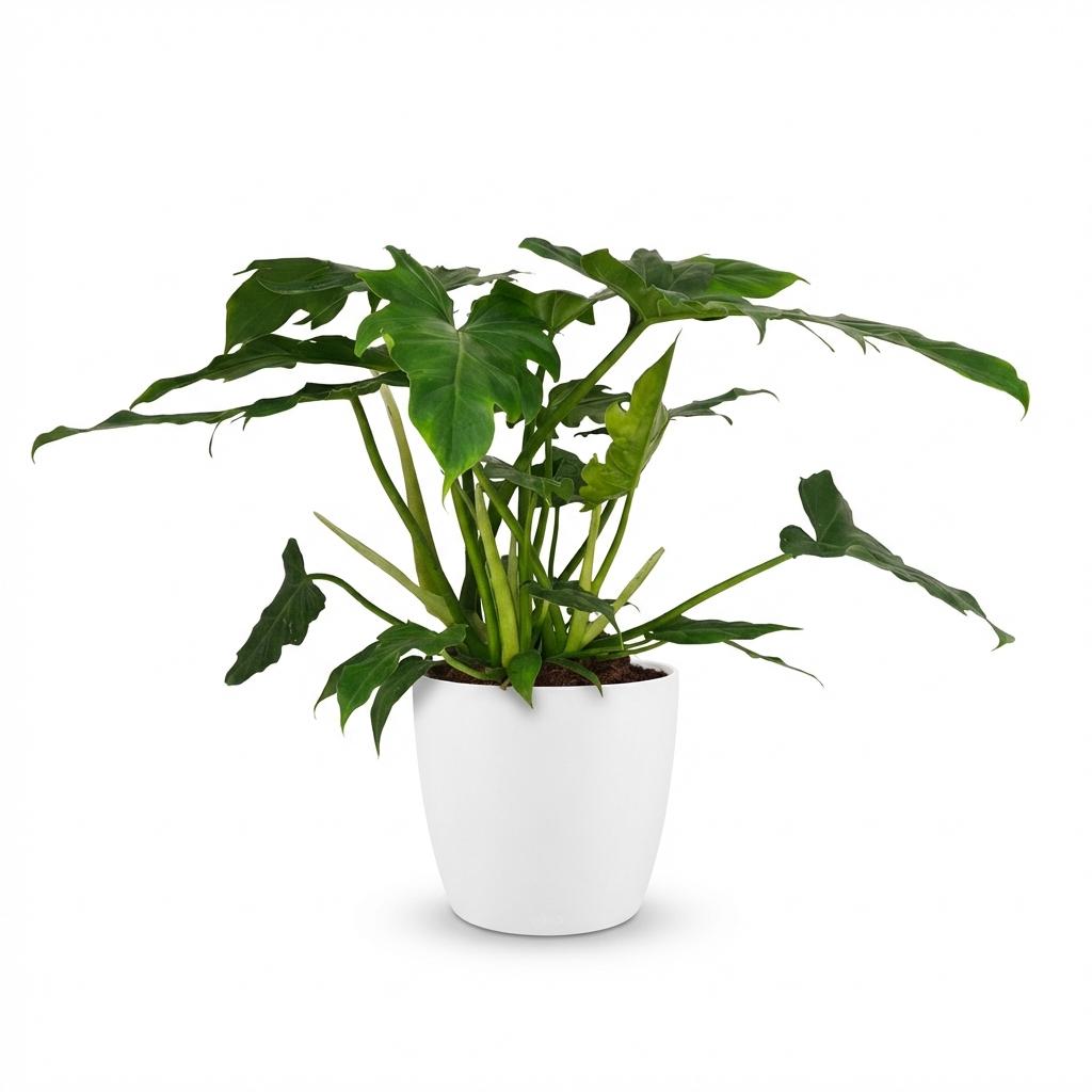 Plante d'intérieur - Philodendron - Philodendron Lacerum - Vert - Peu d'entretien - 1 Plante - avec Potter Blanc - Pot 19cm - Hauteur 65cm