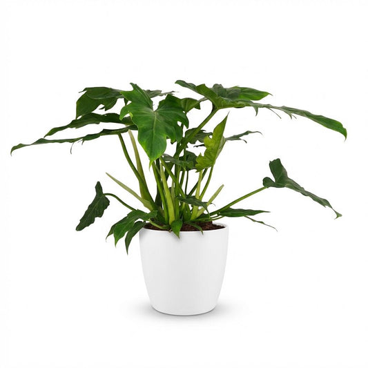 Philodendron Lacerum avec son feuillage vert luxuriant et ses grandes feuilles découpées, planté dans un pot blanc
