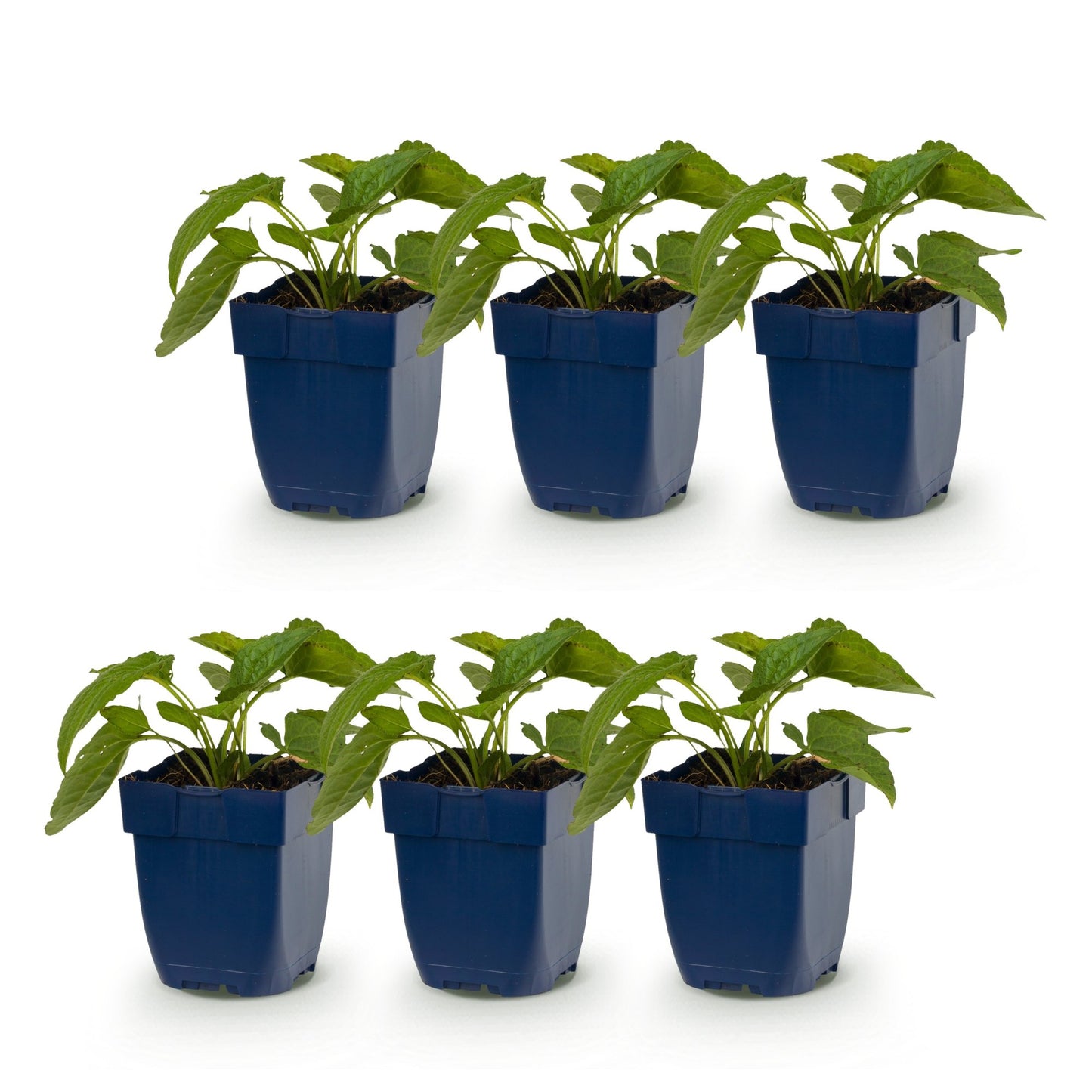 Rudbeckia fulg. Goldsturm. Lot de 6 plants en pot de 11cm, prêts à être plantés, sur fond blanc.