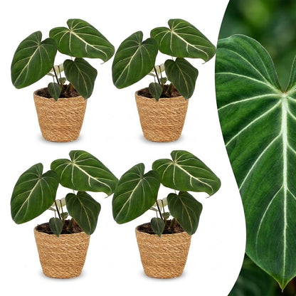 Philodendron Gloriosum - Pot de 12cm