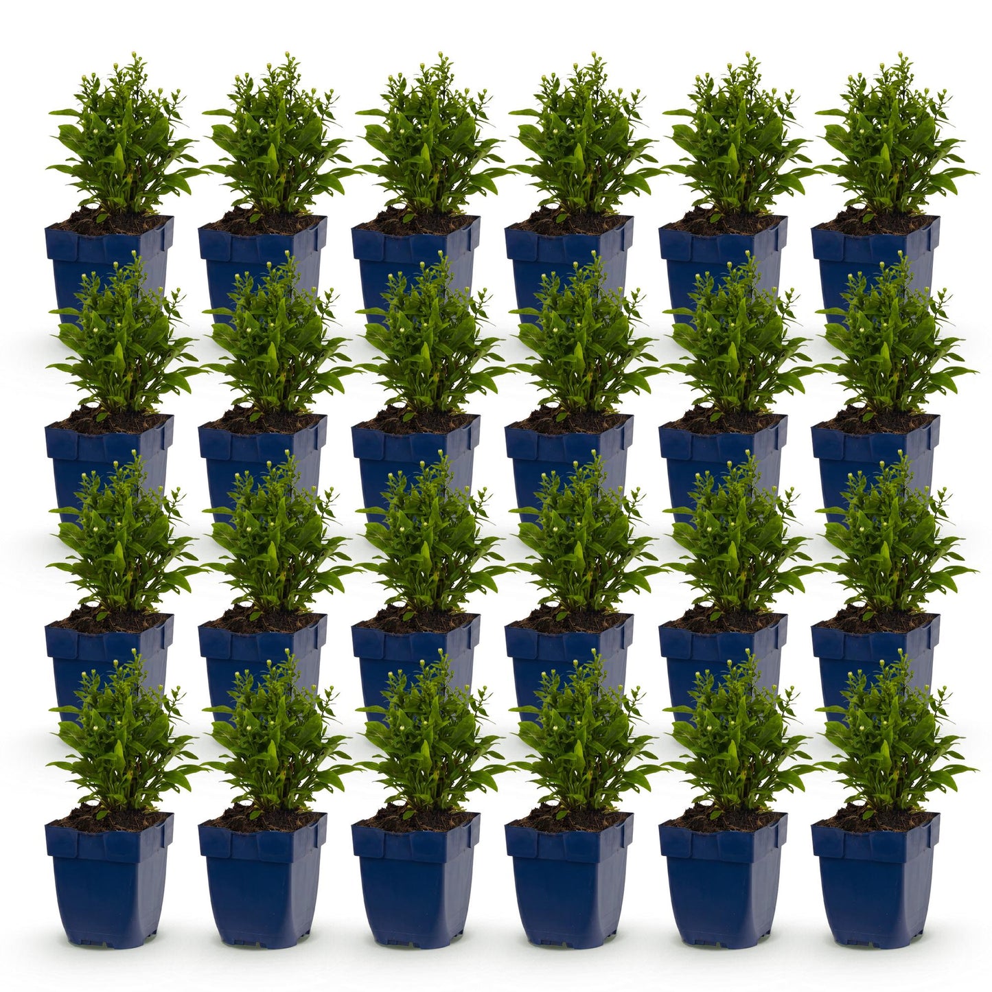 Aster 'Schneekissen' en lot de 28 plants, jeunes pousses vertes en pots bleus carrés alignés sur un fond blanc uni.
