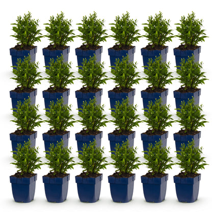 Aster 'Schneekissen' en lot de 28 plants, jeunes pousses vertes en pots bleus carrés alignés sur un fond blanc uni.