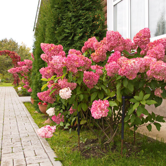 Hortensia Panachée - Hydrangea panniculata Vanille Fraise, grandes fleurs blanches et roses, planté en pleine terre le long d'une allée pavé