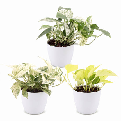 Bébés pothos en pot de 6 cm, cache-pot blanc