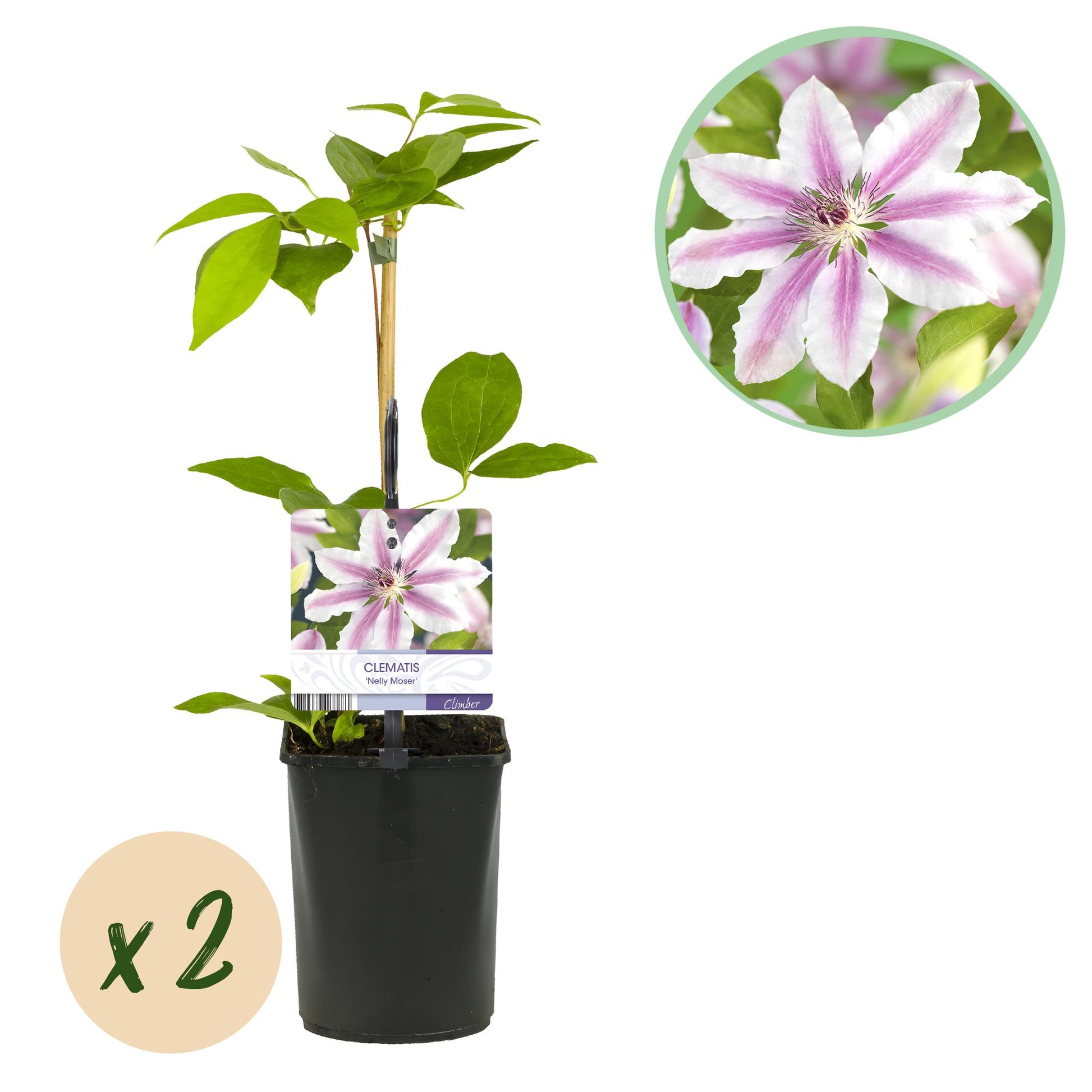 Clématite Nelly Moser. Jeune plant en pot de 11cm avec étiquette, sur fond blanc. Bulle « x2 » et médaillon gros plan de la fleur rose.