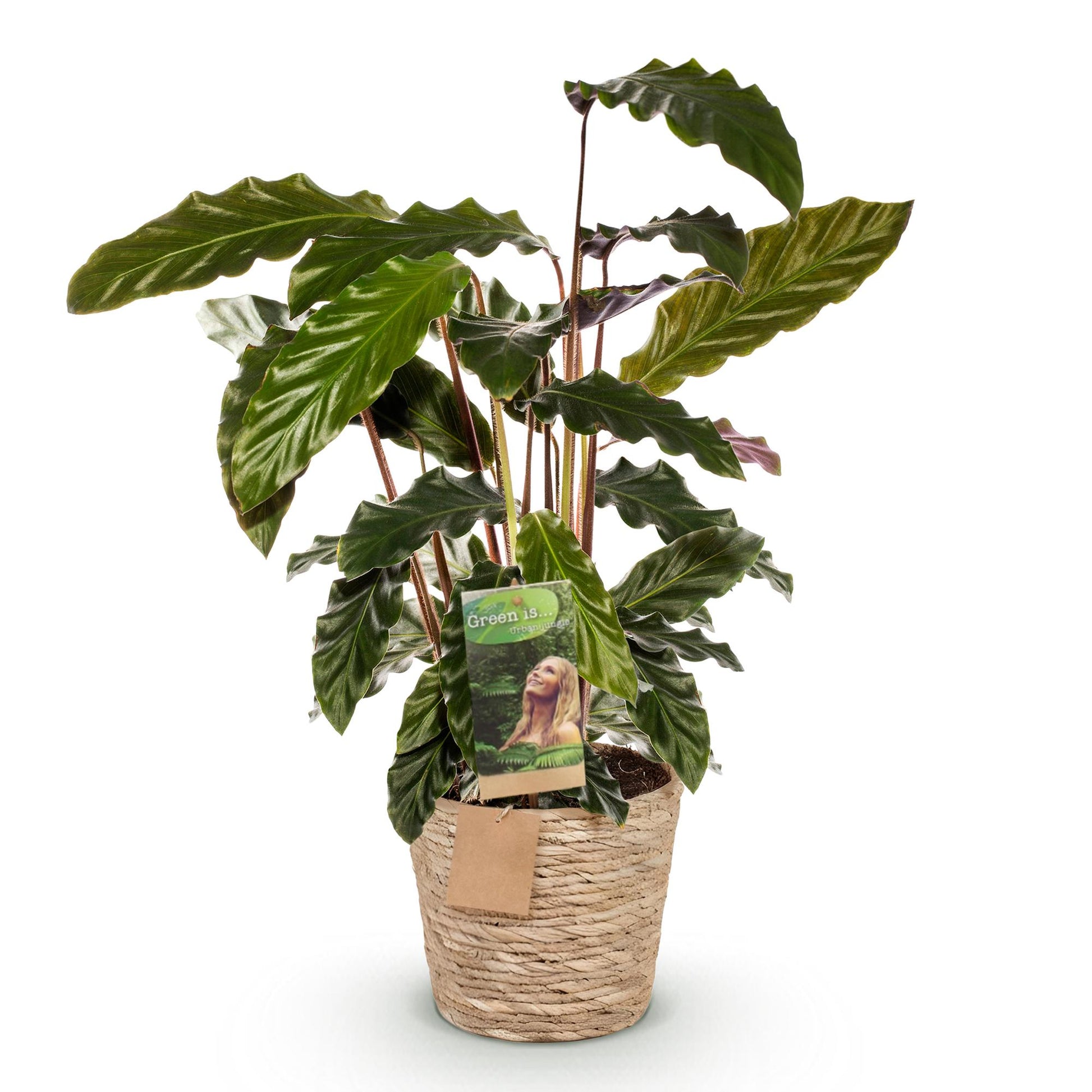 Plantes d'intérieur - Calathea Rufibarba - Plante paon - Peu d'entretien - avec panier - Vert - 1 Plante - Pot 17cm - Hauteur 55-60cm