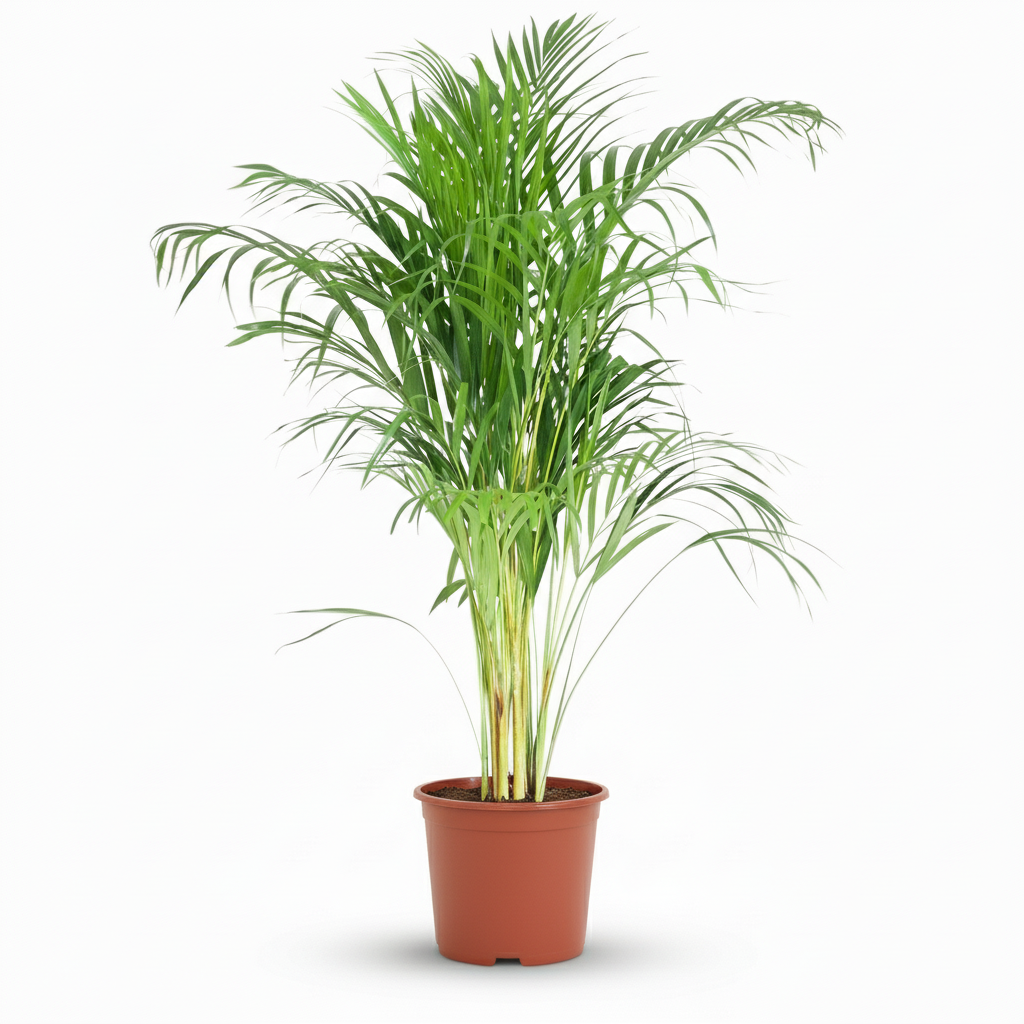 Areca Palm (dypsis) P21