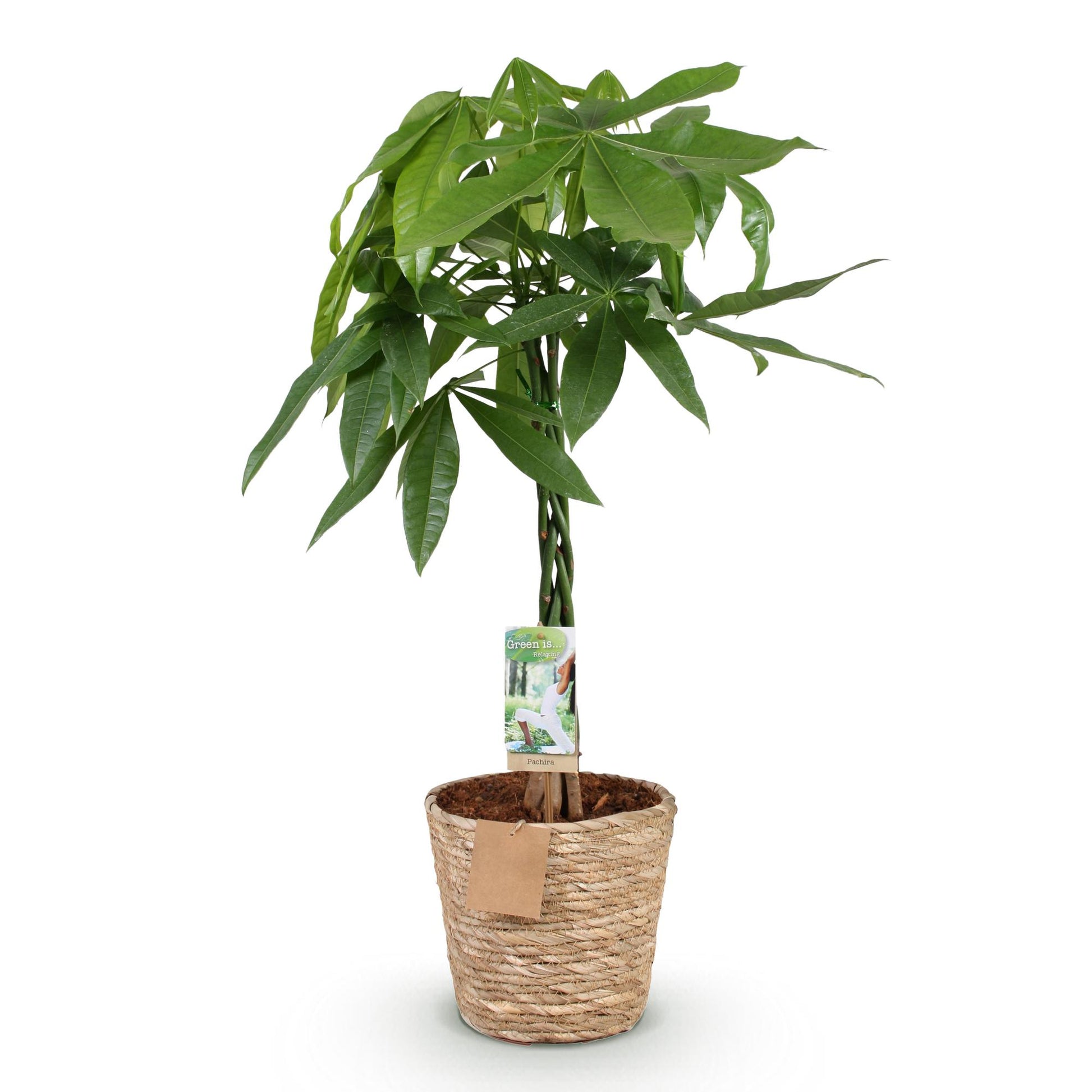 Plantes d'intérieur - Pachira Aquatica tige tressée - Arbre à monnaie - Peu d'entretien - avec panier - Vert - 1 Plante - Pot 21cm - Hauteur 80-90cm