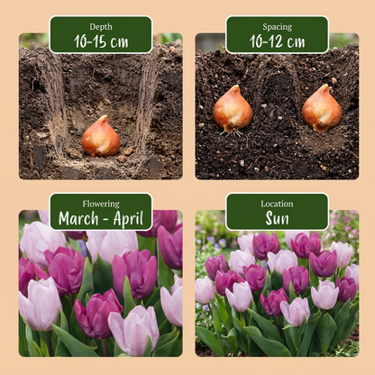 Guide de plantation des bulbes de Tulipe 'Candy Purple Prince' en mélange avec conseils de profondeur, espacement, floraison