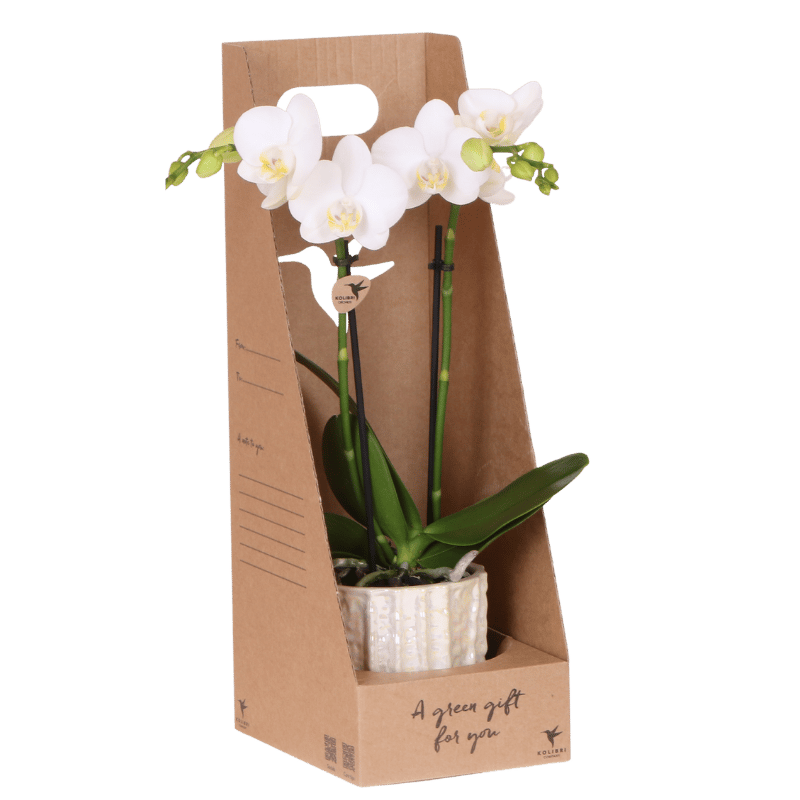 Orchidée Phalaenopsis en boîte cadeau kraft avec cache-pot céramique