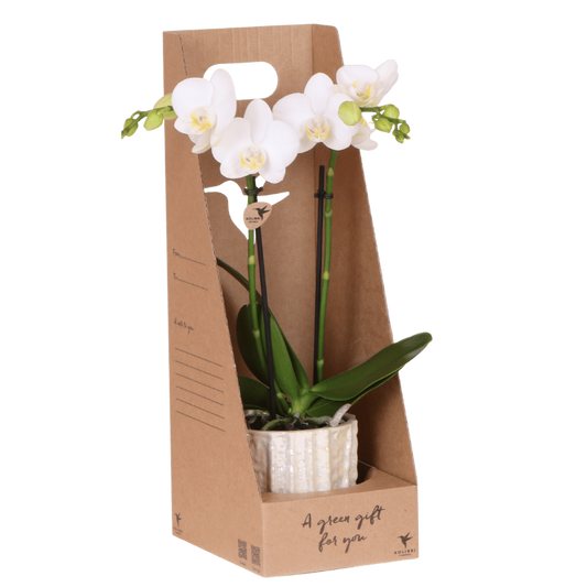 Orchidée Phalaenopsis en boîte cadeau kraft avec cache-pot céramique