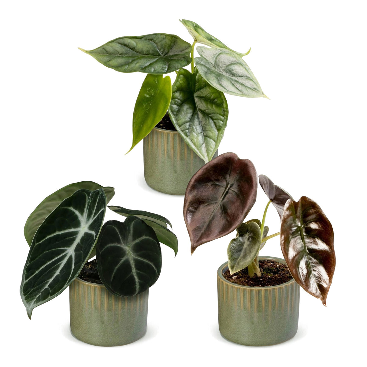 Trio de bébés Alocasia en pot de 6 cm, cache-pot vert olive