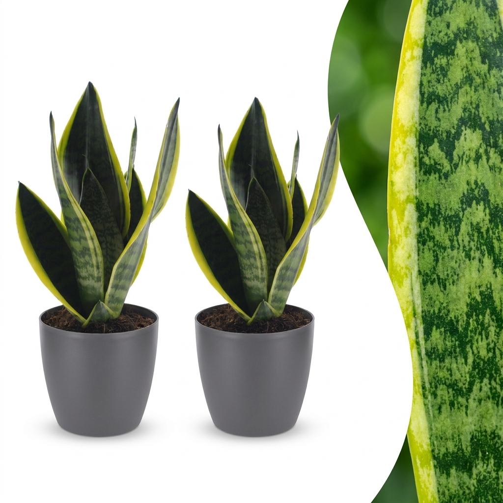 Deux Sansevieria Futura Superba, aussi appelées langues de belle-mère, présentent un feuillage vert marbré de jaune en pot gris