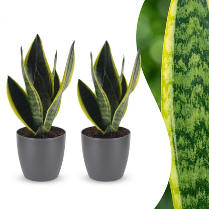 Deux Sansevieria Futura Superba, aussi appelées langues de belle-mère, présentent un feuillage vert marbré de jaune en pot gris