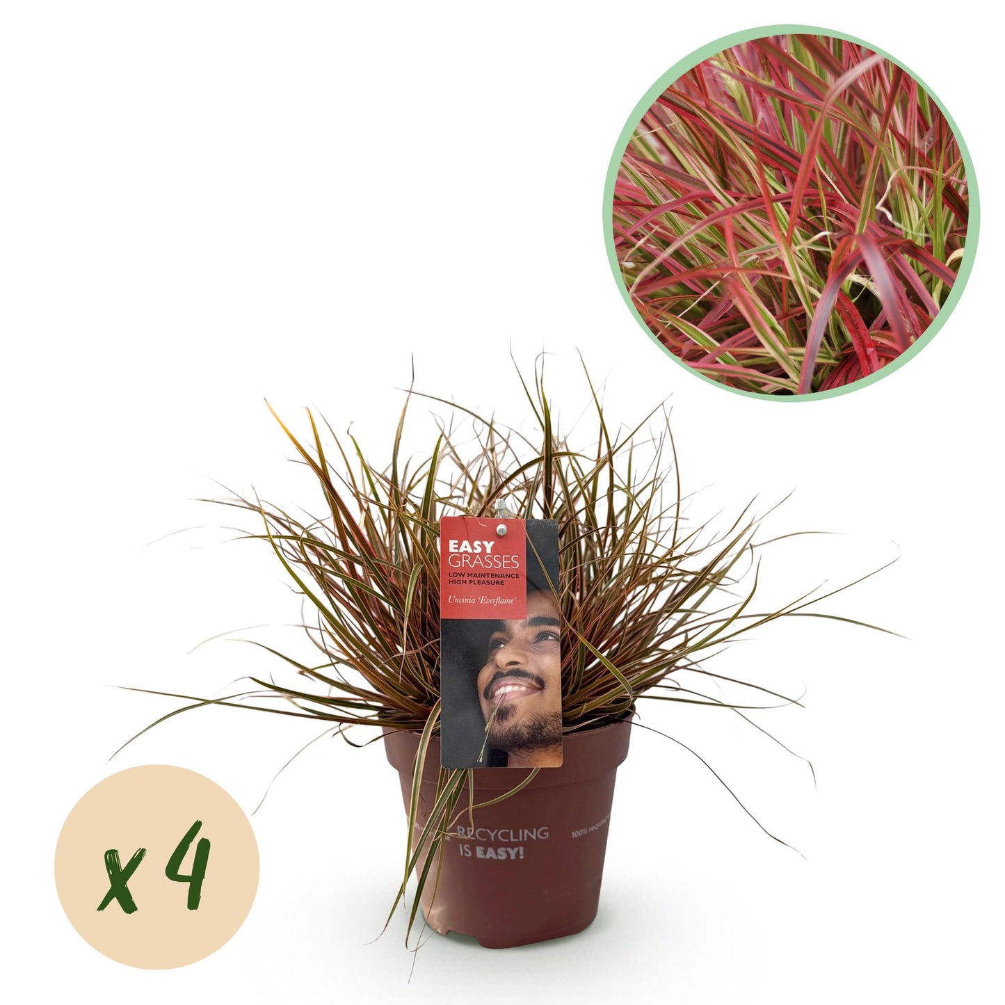 Uncinia rubra Everflame : graminée décorative rouge en pot de 17cm. Détail du feuillage coloré et pastille verte indiquant une quantité de x