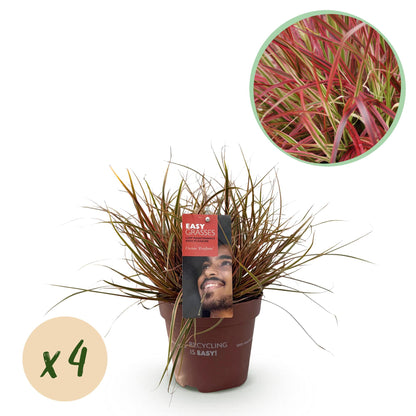 Uncinia rubra Everflame : graminée décorative rouge en pot de 17cm. Détail du feuillage coloré et pastille verte indiquant une quantité de x
