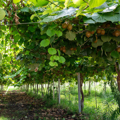 Kiwiplant Actinidia deliciosa Jenny. Allée d'une plantation de kiwis, les fruits verts sont visibles sous le dense feuillage. Les plantes so
