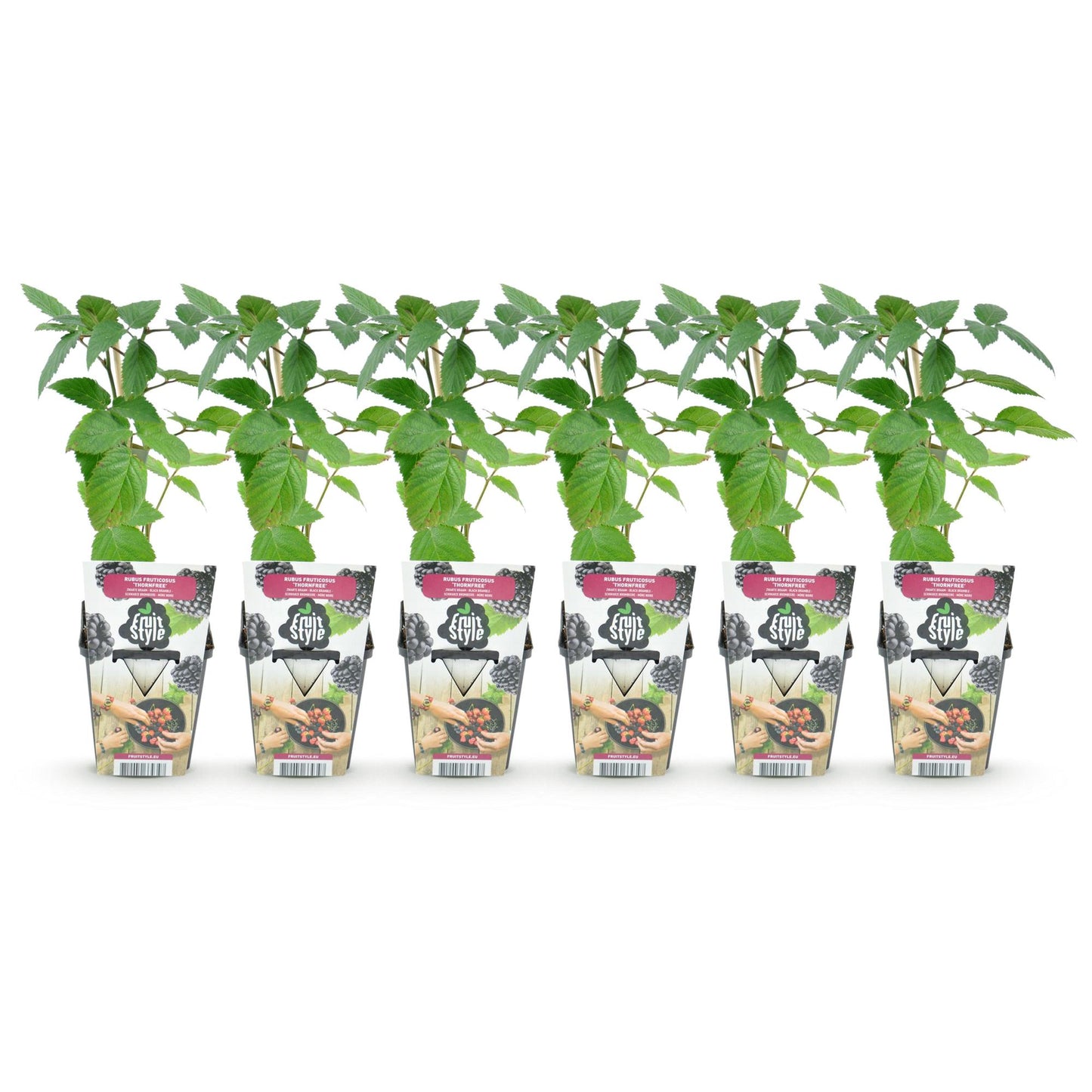Ronce sans épines (Rubus Thornfree) en pots de 9cm, avec feuilles vertes, alignées sur fond blanc, prêtes à être plantées.
